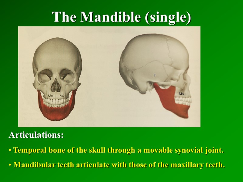 The Mandible (single)   Articulations:  Temporal bone of the skull through a